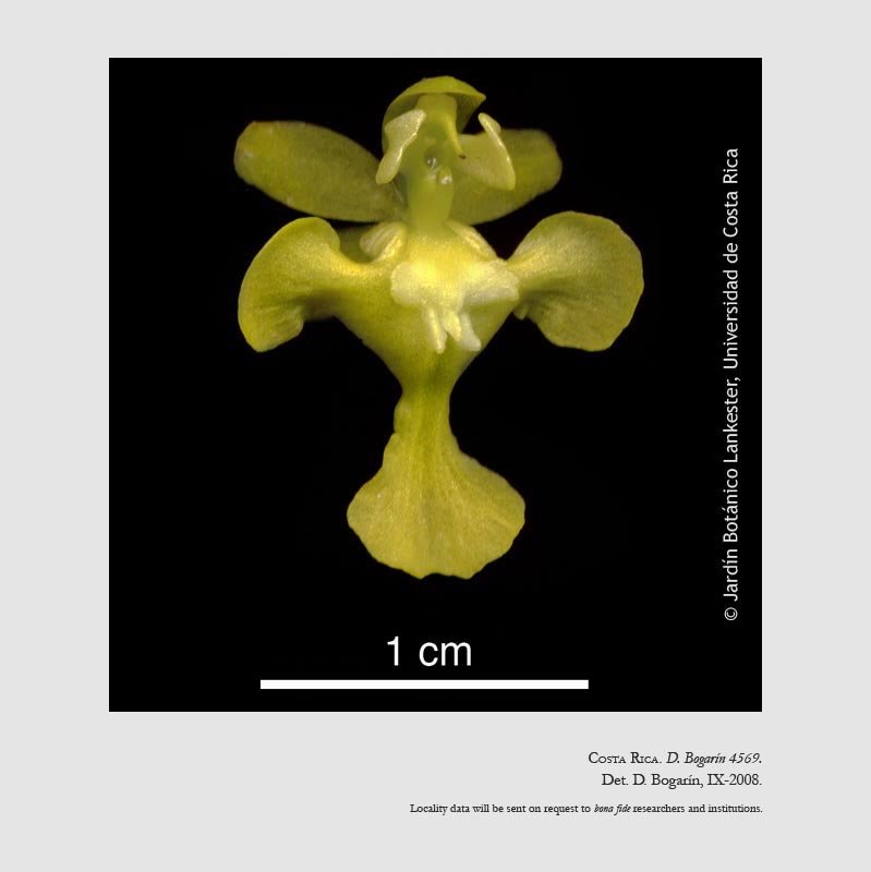 Oncidium luteum